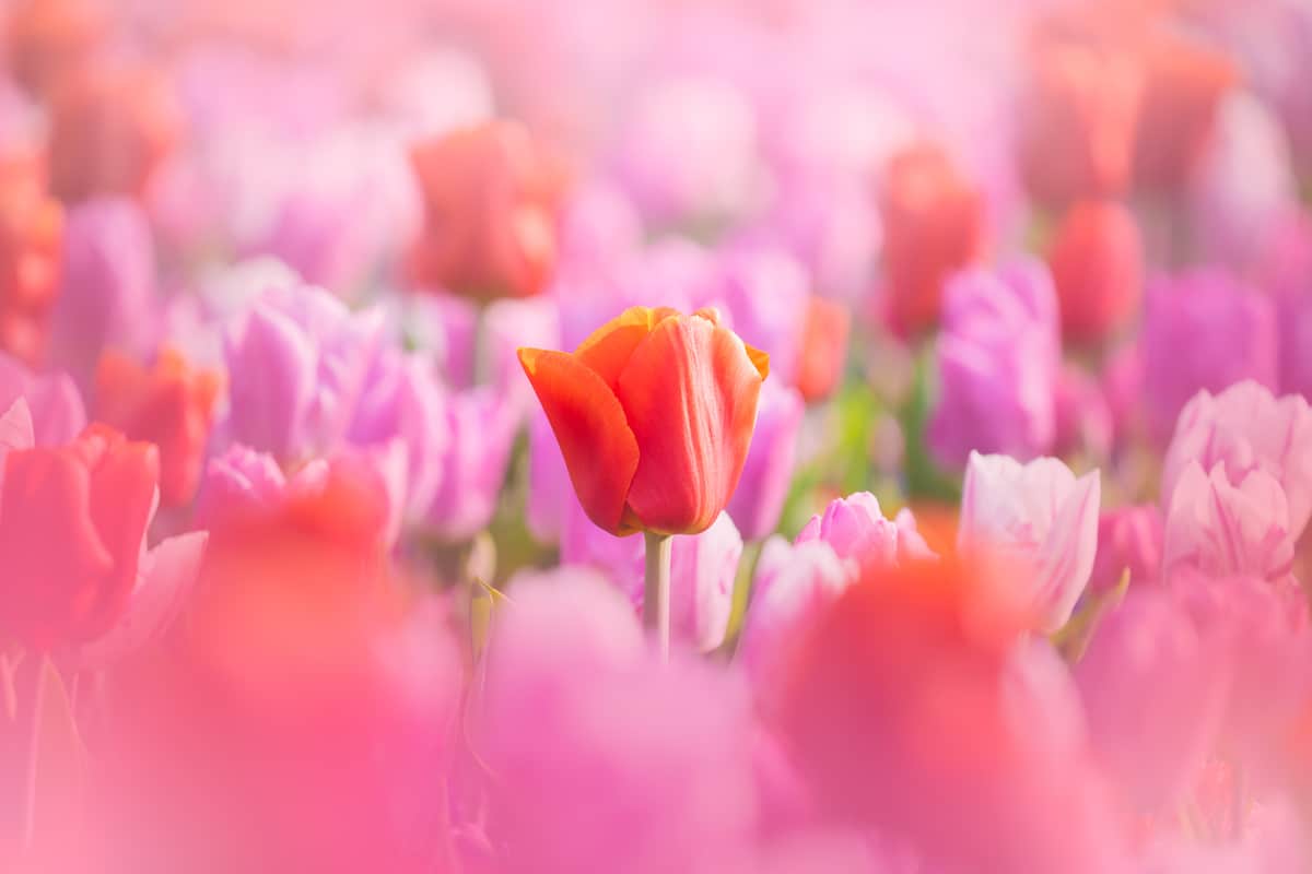 Tulipanes en el Keukenhof, Países Bajos