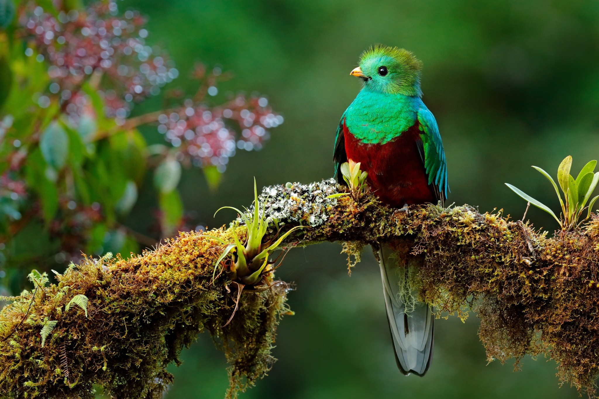 Quetzal en una rama