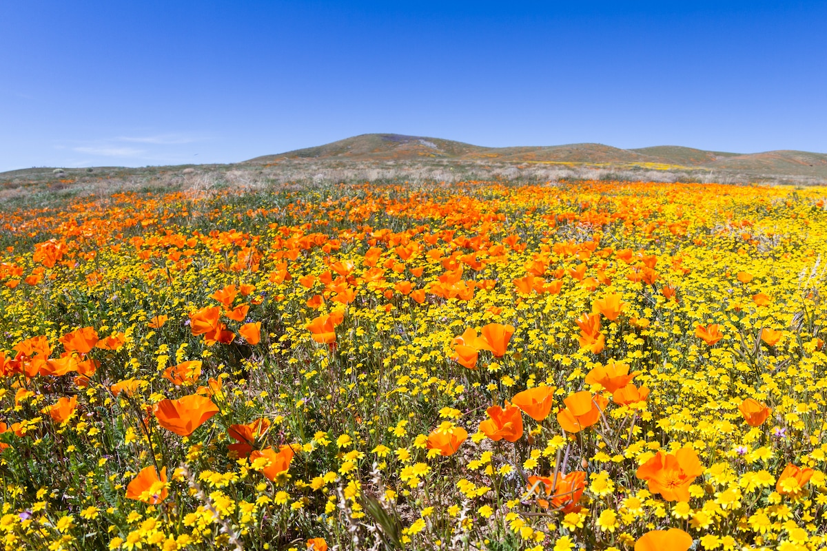 Wildflowers in Antelope Valley