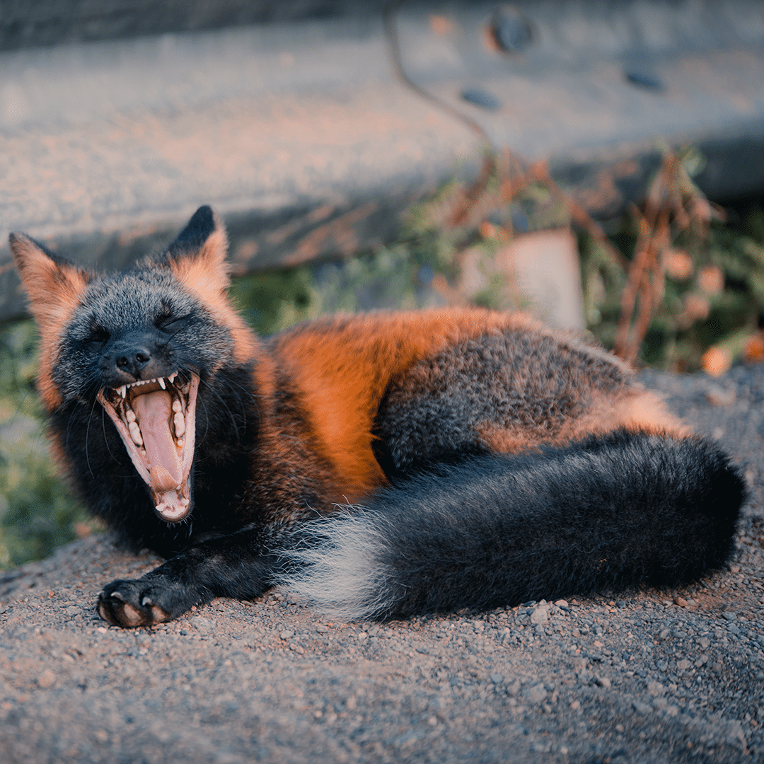 Black and Orange Fox Yawning