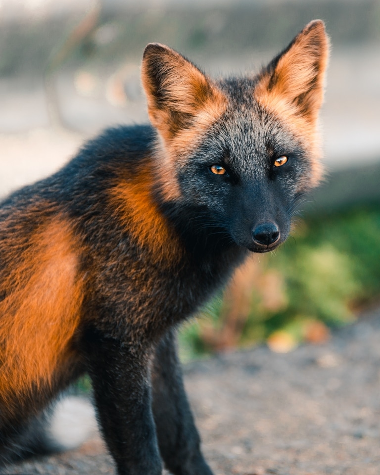 Sweetie fox фото вк