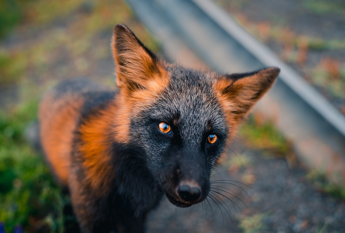 Orange and Black Fox by Sam Gaby
