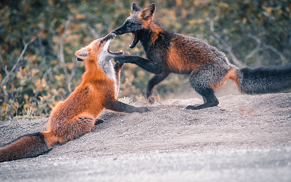 Two Foxes Playing