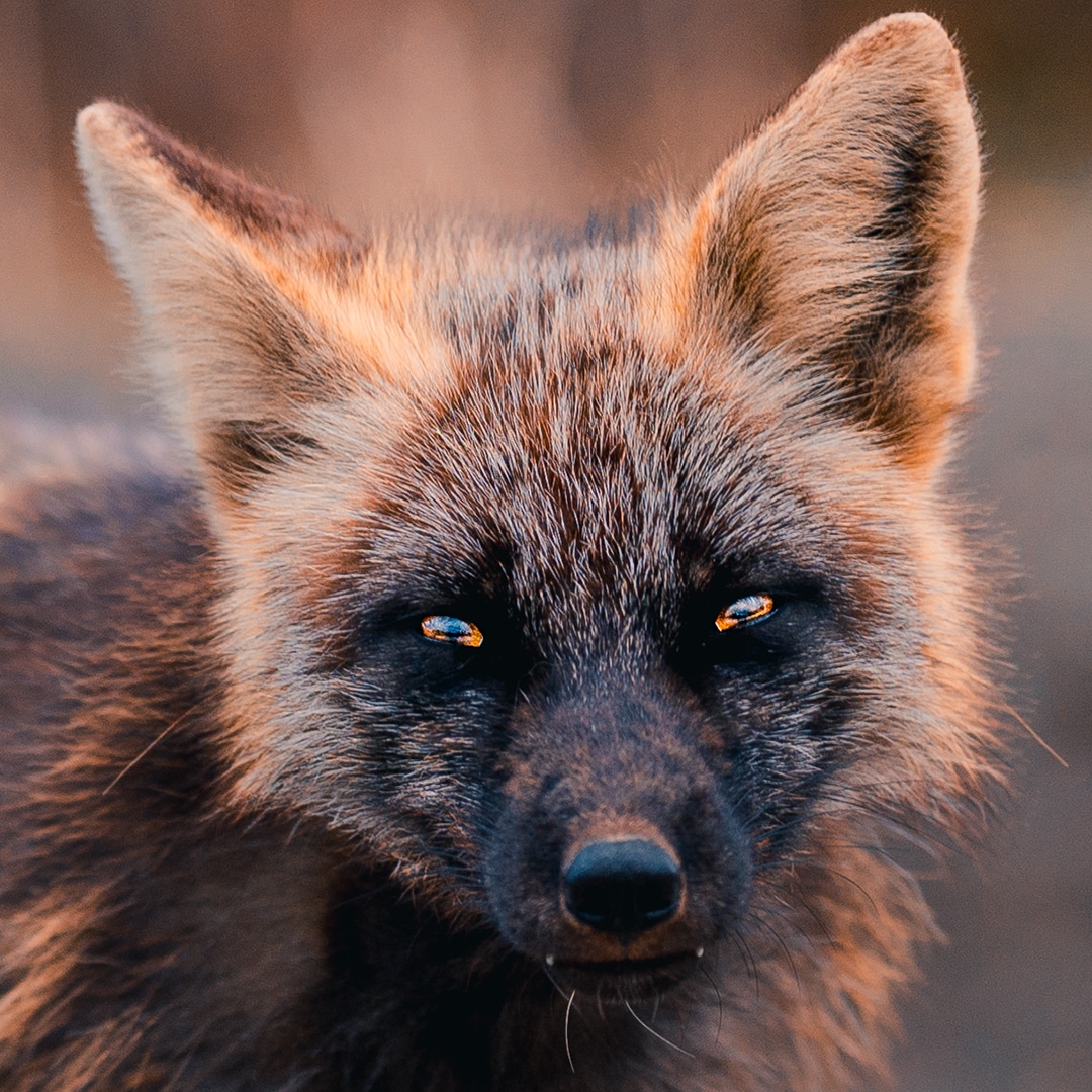 Portrait of Melanistic Black and Orange Fox