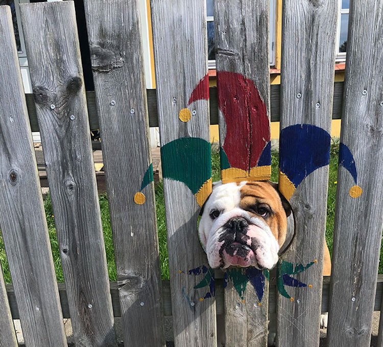 Bulldog asomándose por una valla pintada