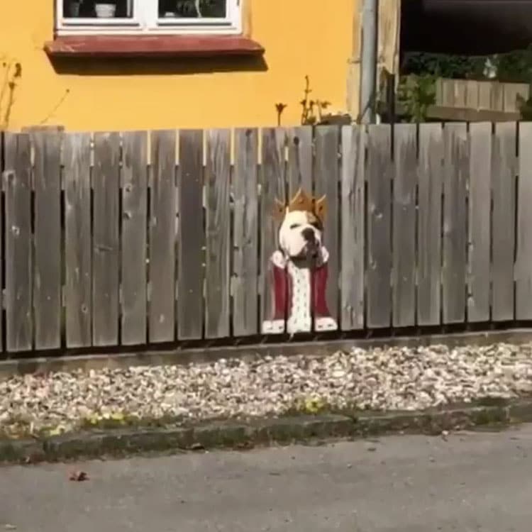 Bulldog Funny Painted Fence