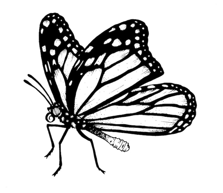 Illustration Drawing Monarch Butterfly