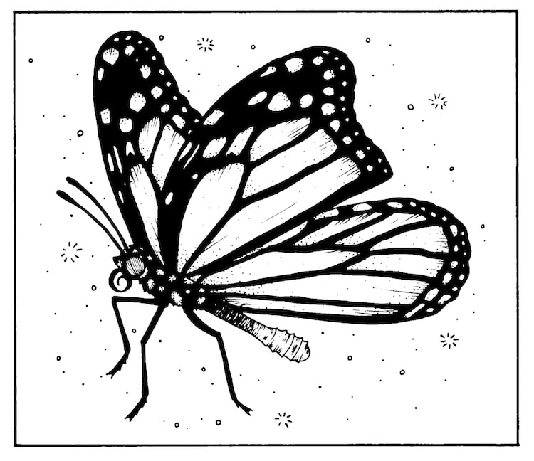 Monarch Butterfly Illustration