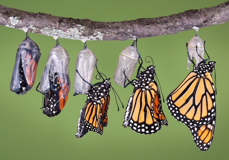 evolucion de mariposa monarca