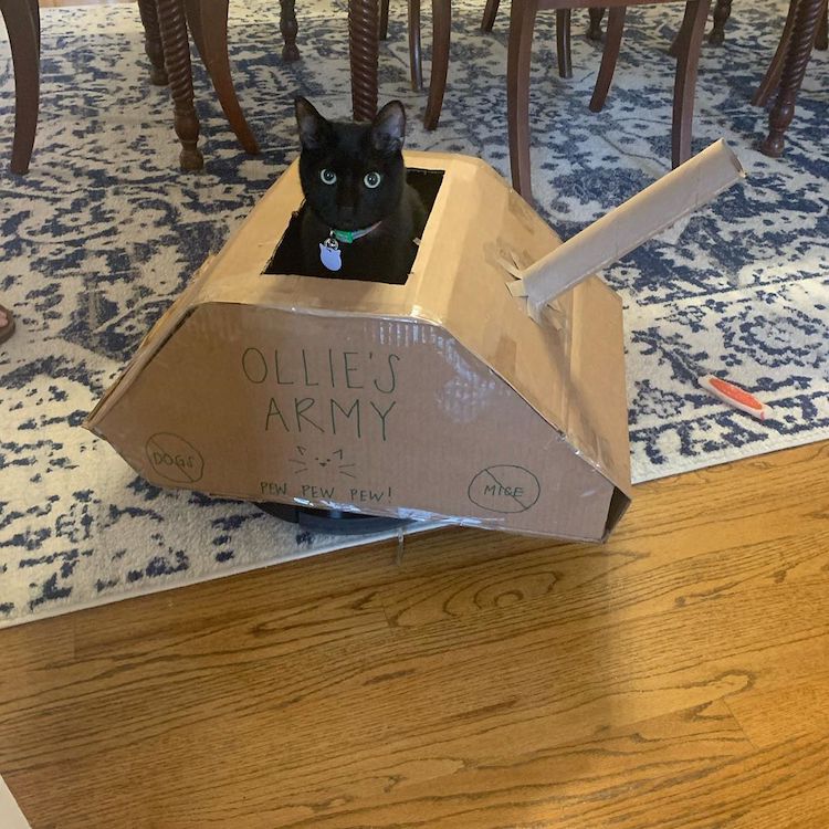 Cardboard Cat Tanks