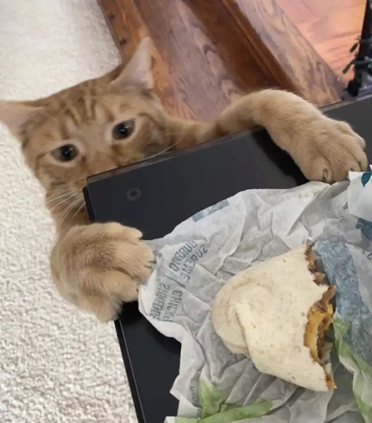 Gato intentando robarse un burrito