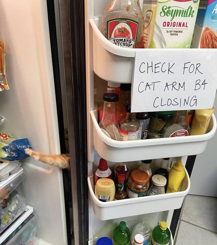 Foto de gato intentando robar comida del refrigerador