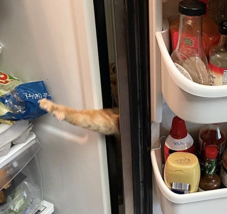 Foto de gato intentando robar comida del refrigerador