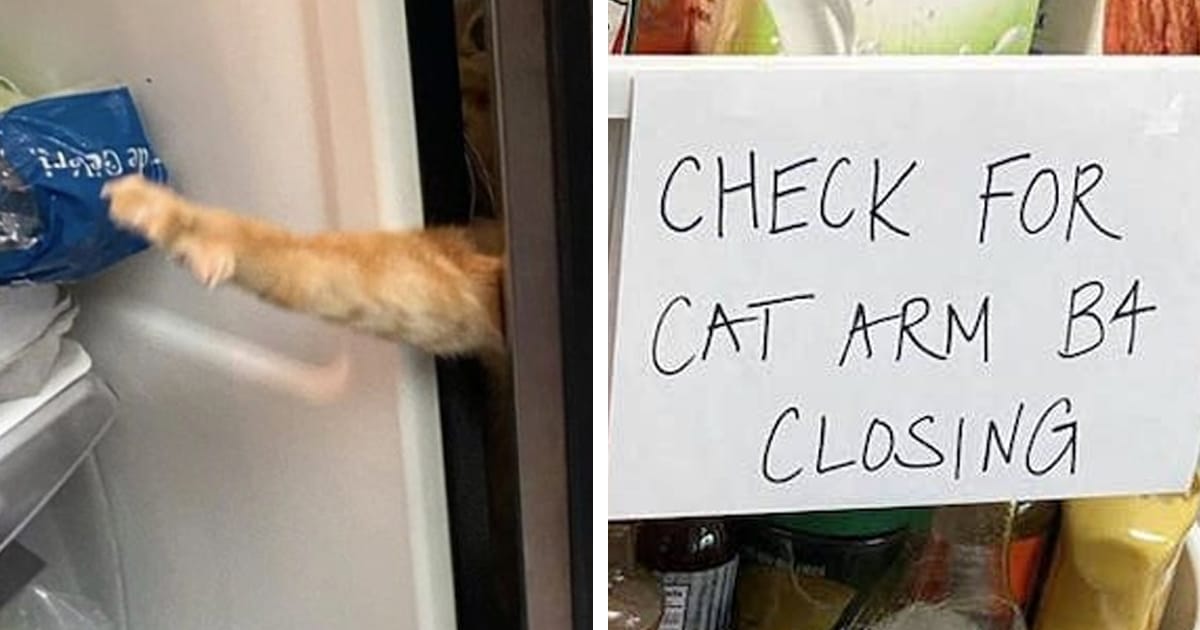 Funny Cat Photo Shows a Feline Reaching His Arm in Fridge