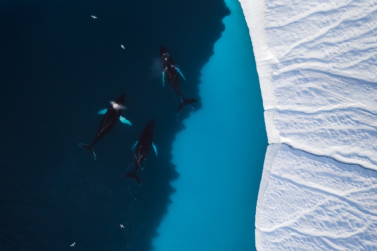 Aerial Greenland by Christian Hoiberg