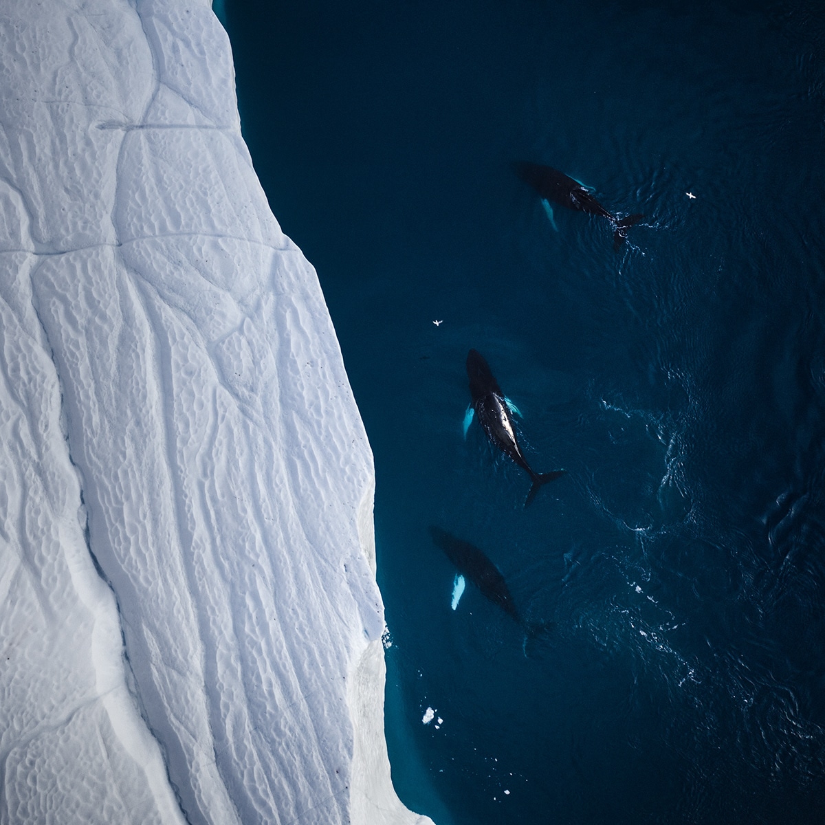 Aerial Photo of an Iceberg in Greenland