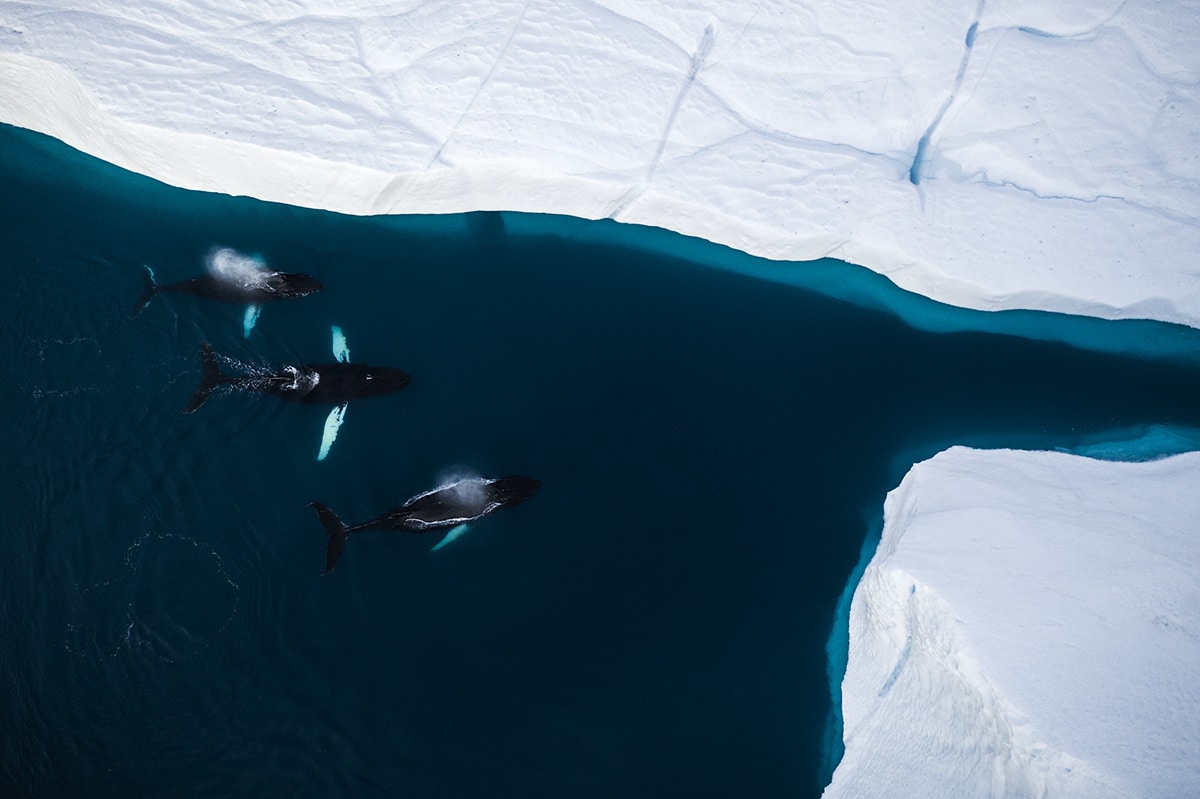 Whales in Greenland