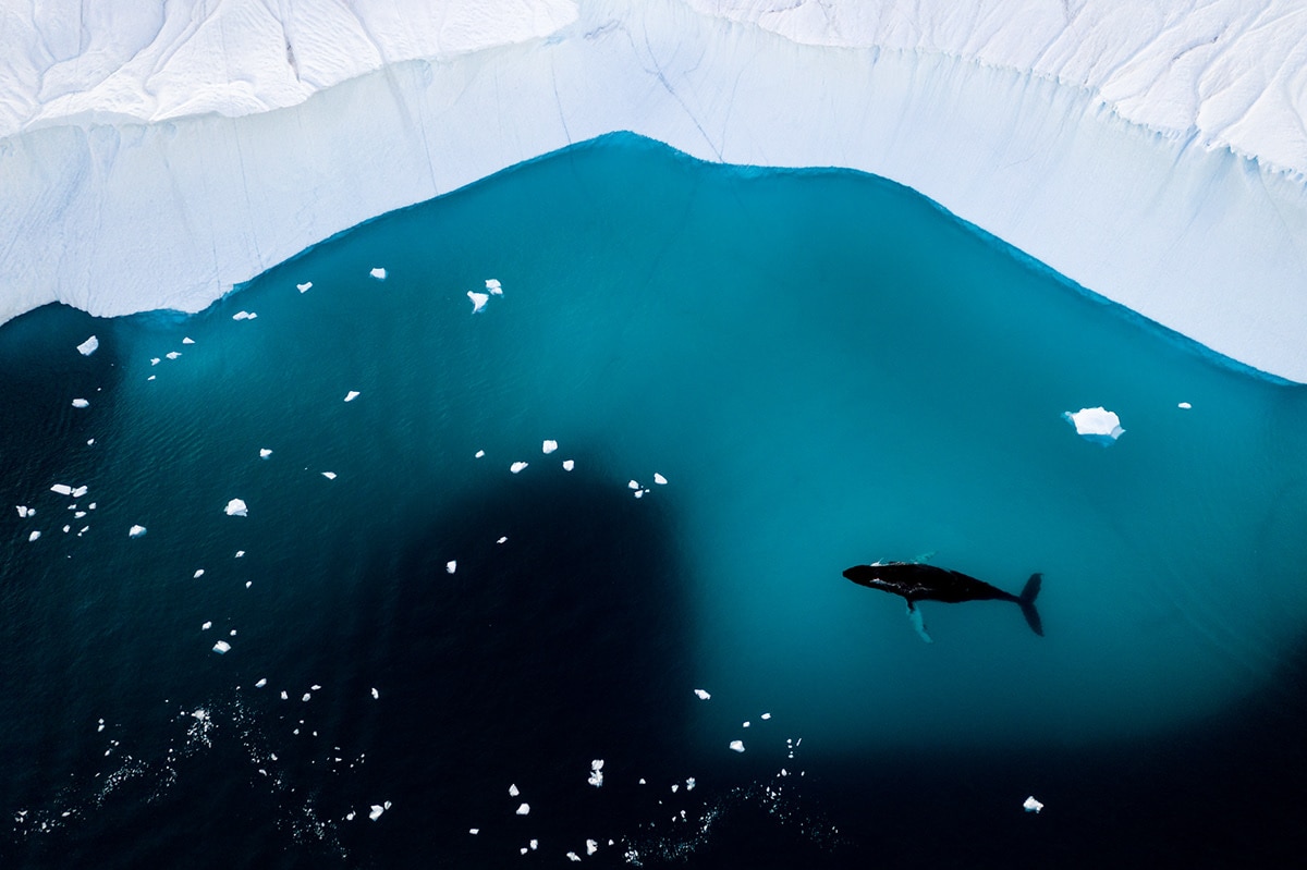 Whale Swimming Near an Iceberg in Greenland