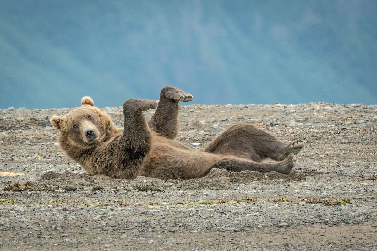 Comedy Wildlife Photography Awards Reveals Funniest Entries for 2020