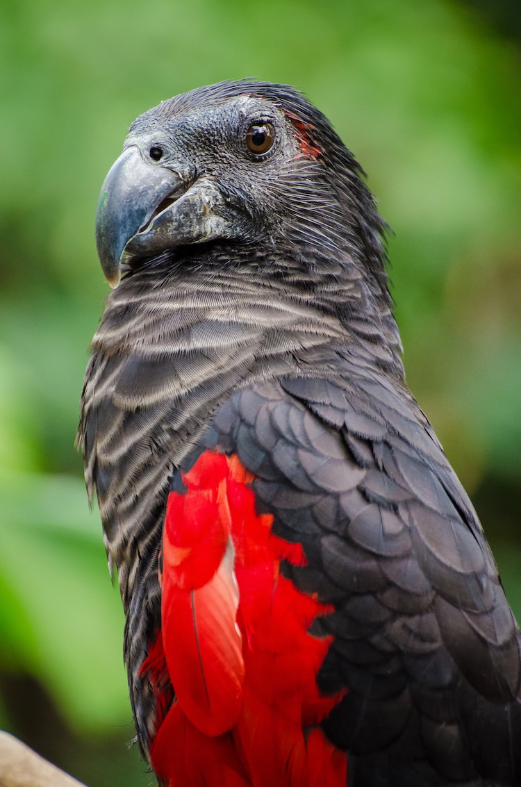 Close Up of a Dracula Parrot