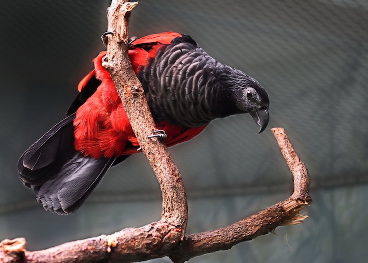 Vulturine Parrot on a Branch