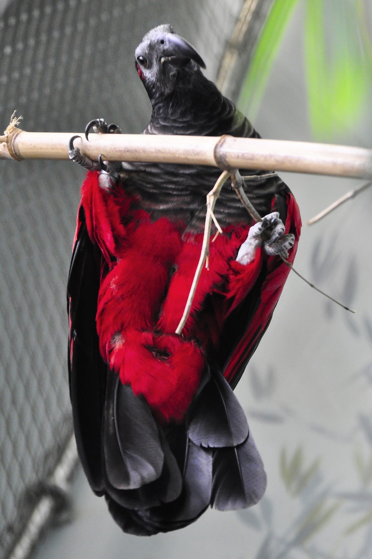 Pesquet's Parrot Hanging Upside Down
