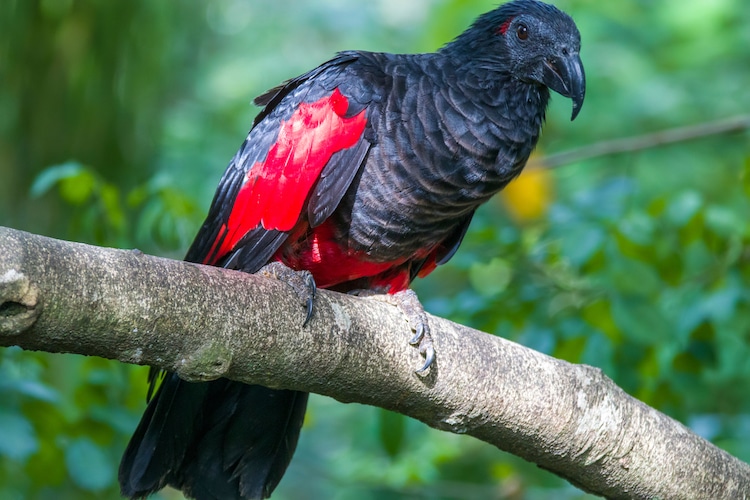 Dracula Parrot Perched on a Branch