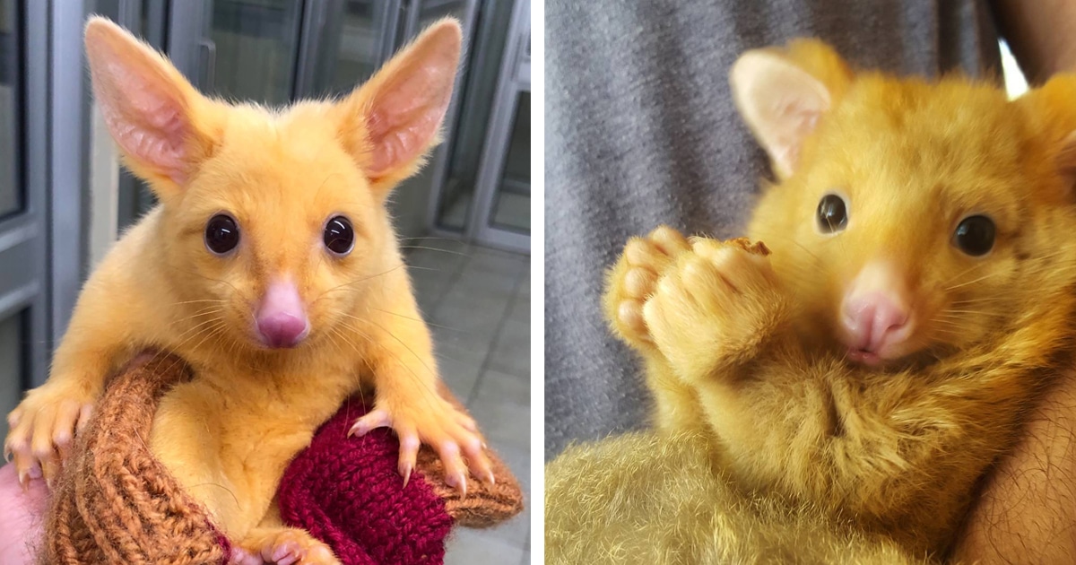 Rare Golden Possum Is an Adorable Pikachu in Real Life