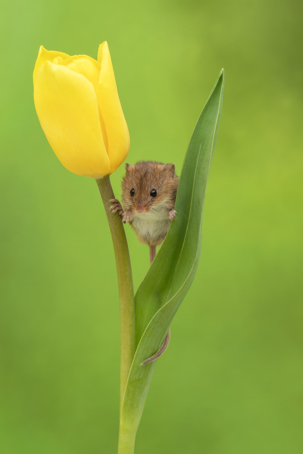 Ratón espiguero balanceándose en el tallo de un tulipán