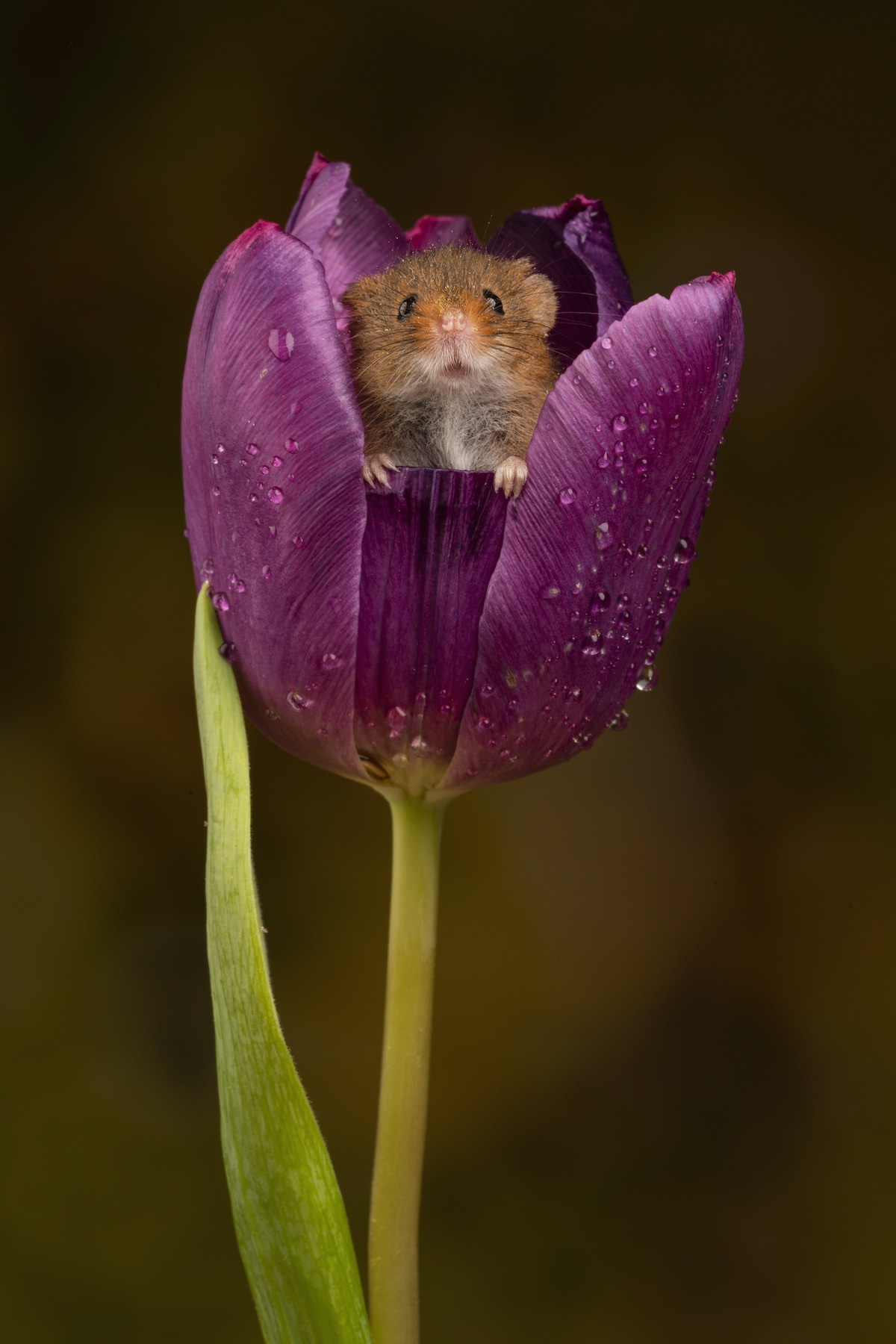Ratón dentro de un tulipán morado