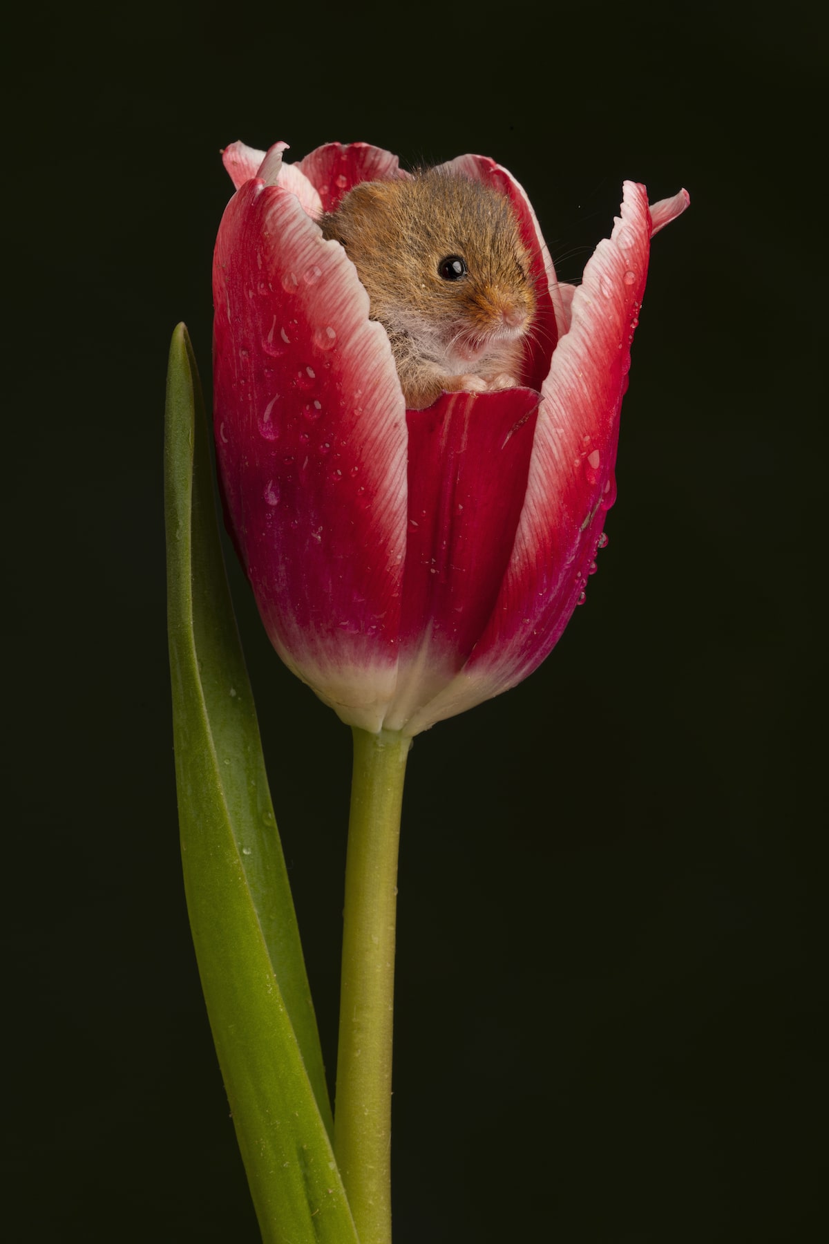 Ratón espiguero dentro de un tulipán por Miles Herbert