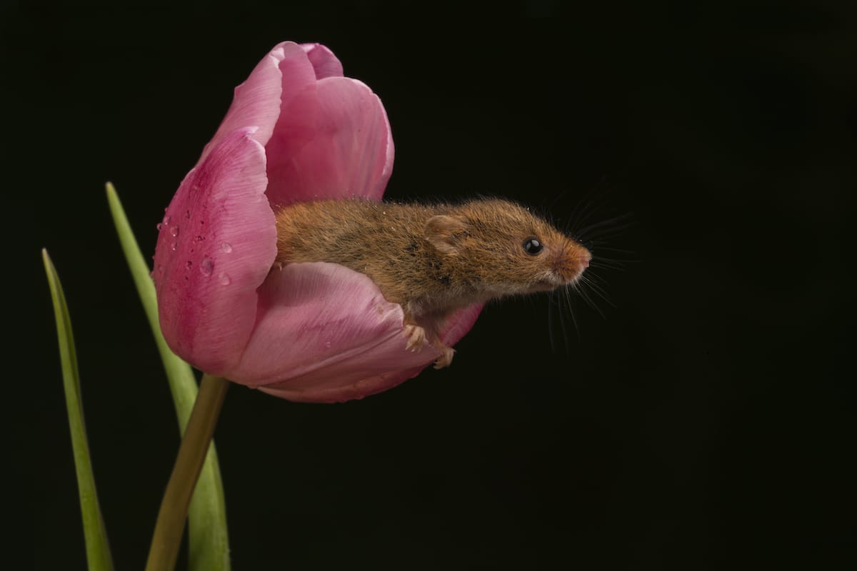 Ratón espiguero dentro de un tulipán por Miles Herbert