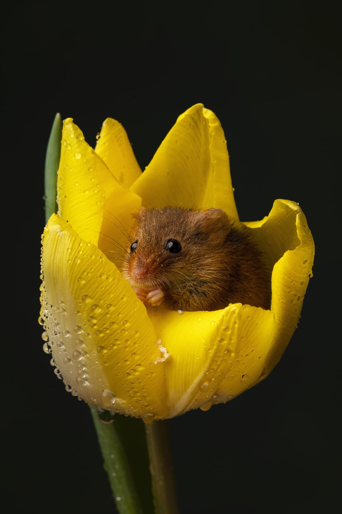 Small Mouse Inside a Yellow Tulip