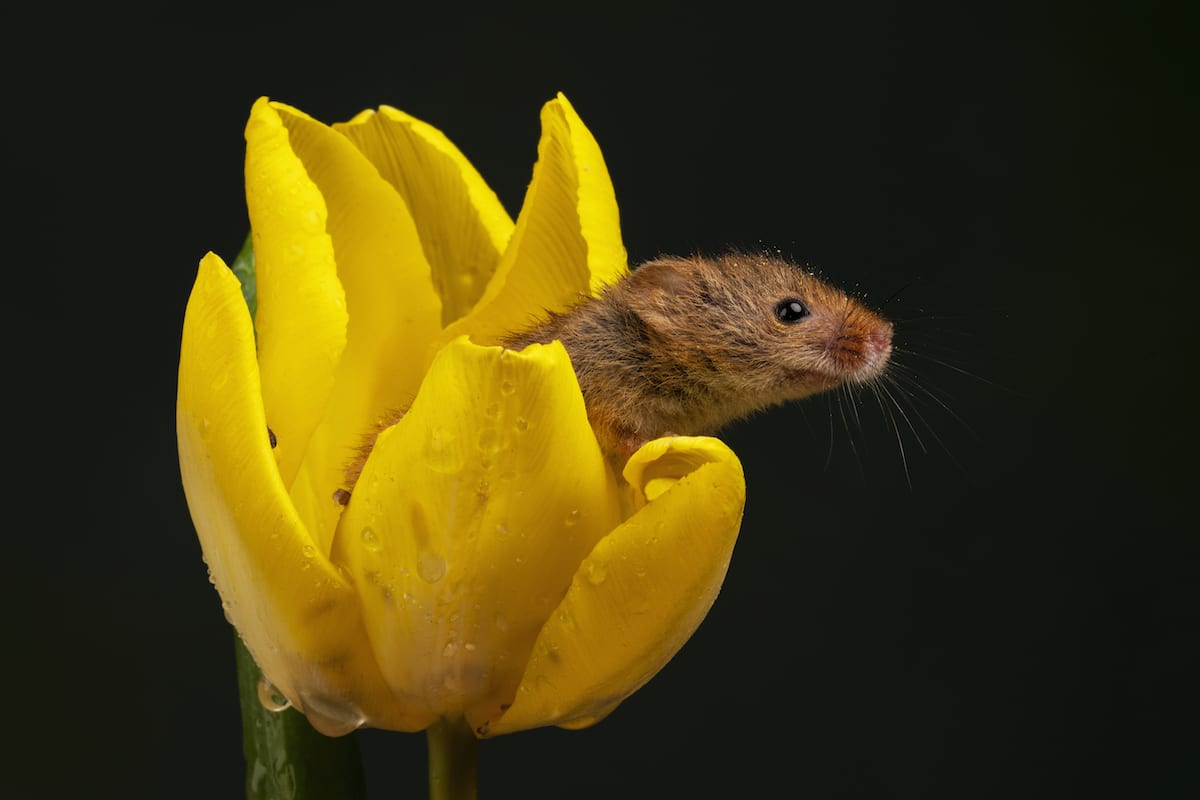 Ratón espiguero en un tulipán amarillos