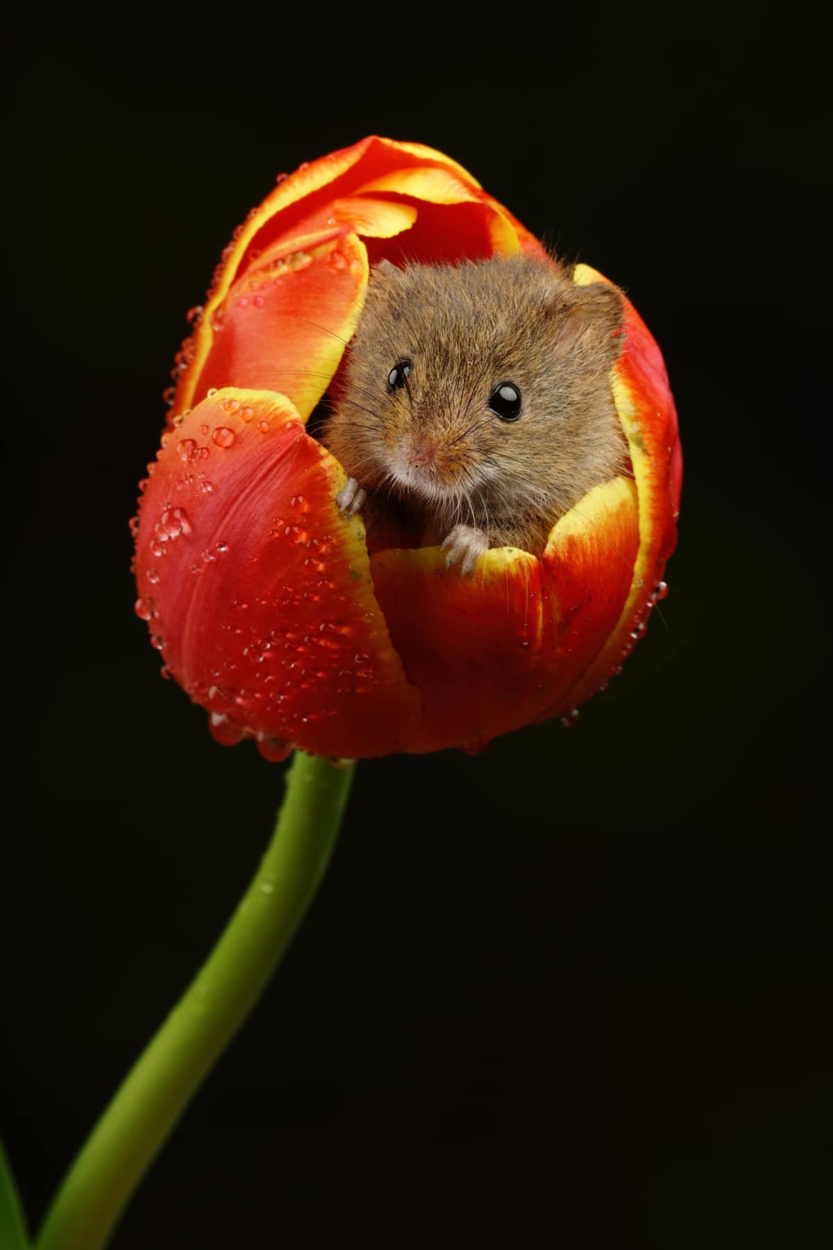 Ratón espiguero dentro de un tulipán