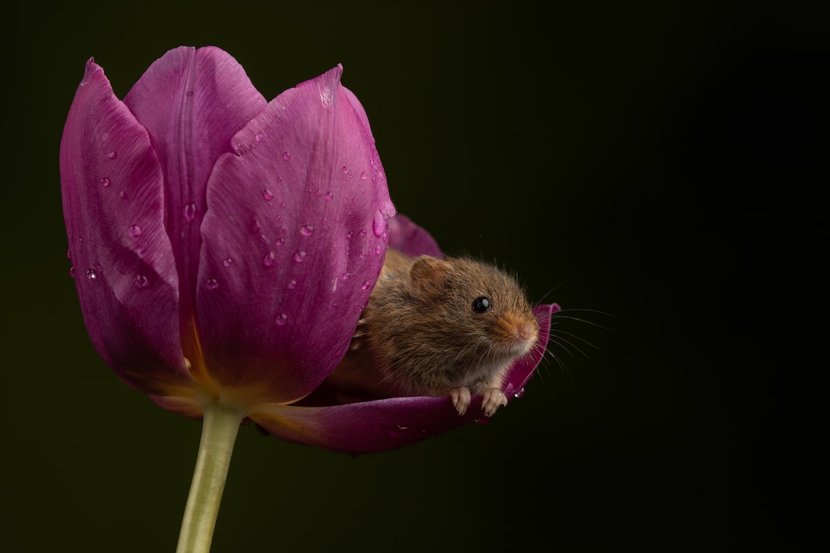 Harvest Mouse in a Tulip by Miles Herbert