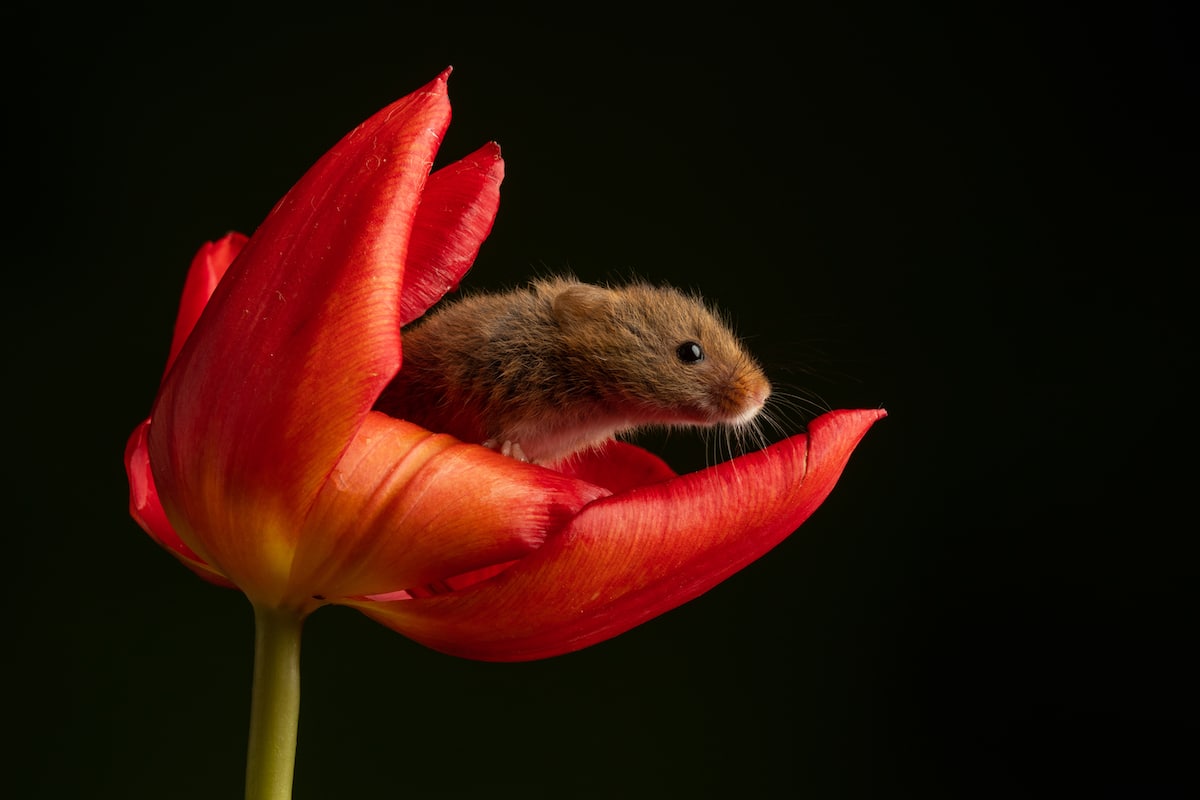 Ratón espiguero dentro de un tulipán por Miles Herbert
