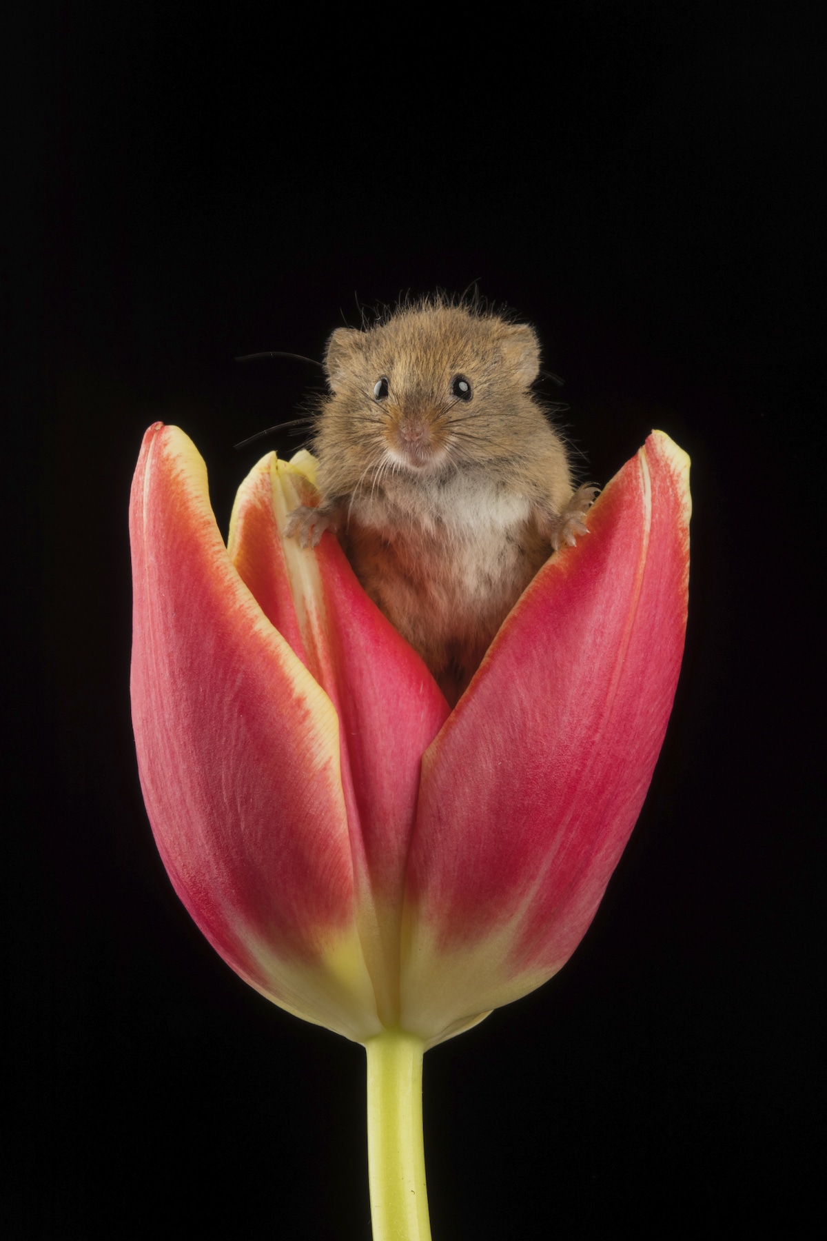 Ratón espiguero dentro de un tulipán por Miles Herbert