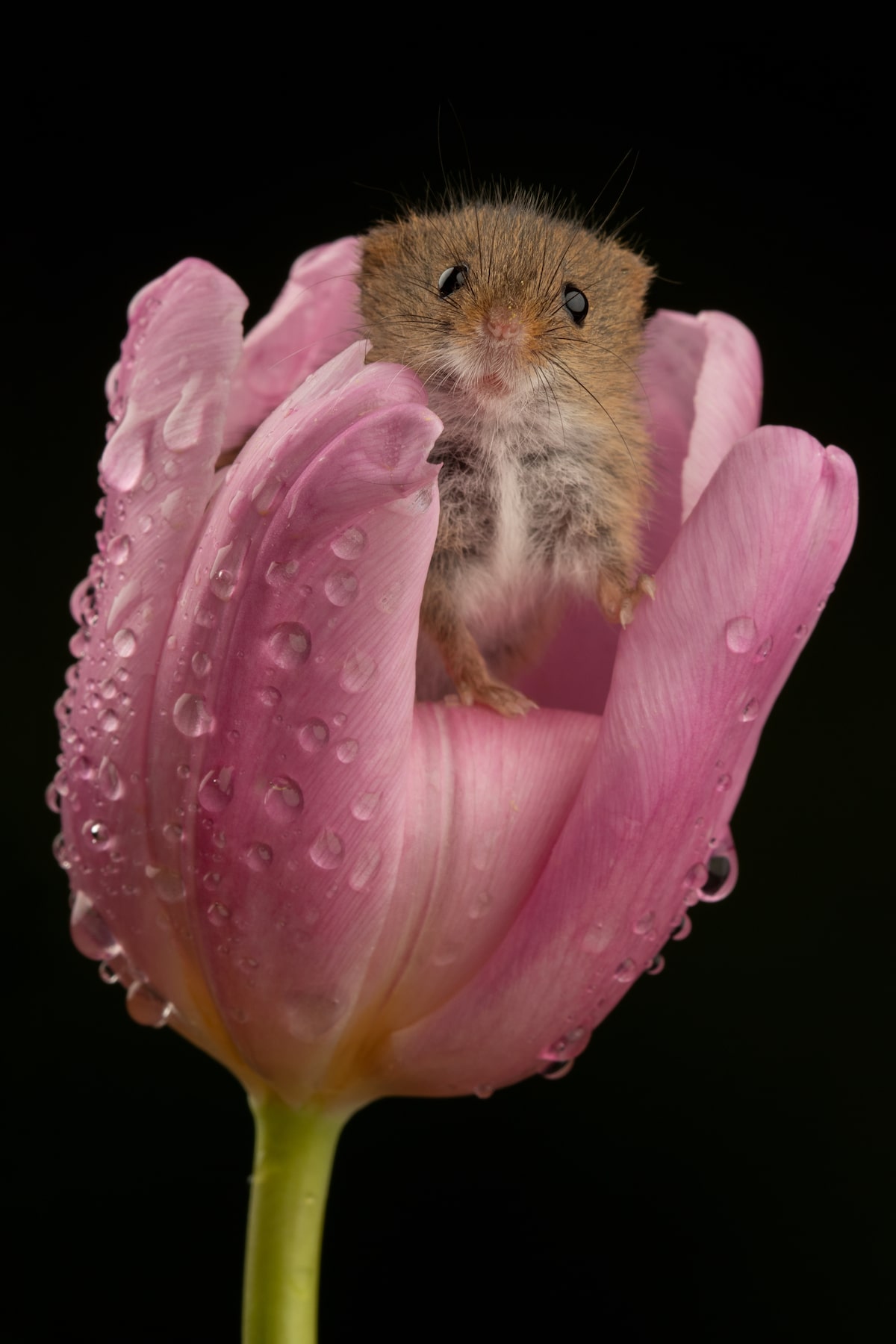 Adorable ratón en una flor