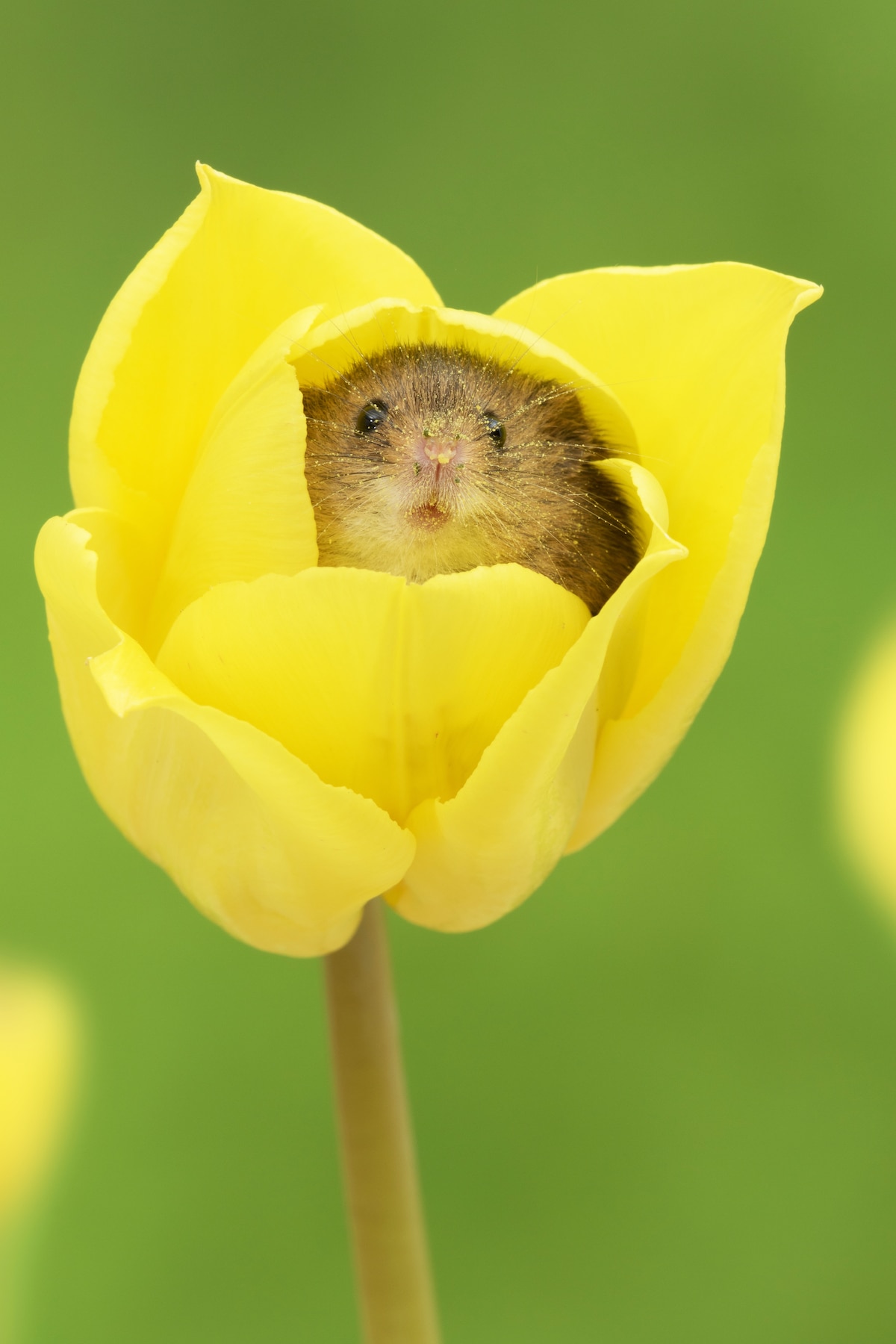 Cute Mouse in a Flower