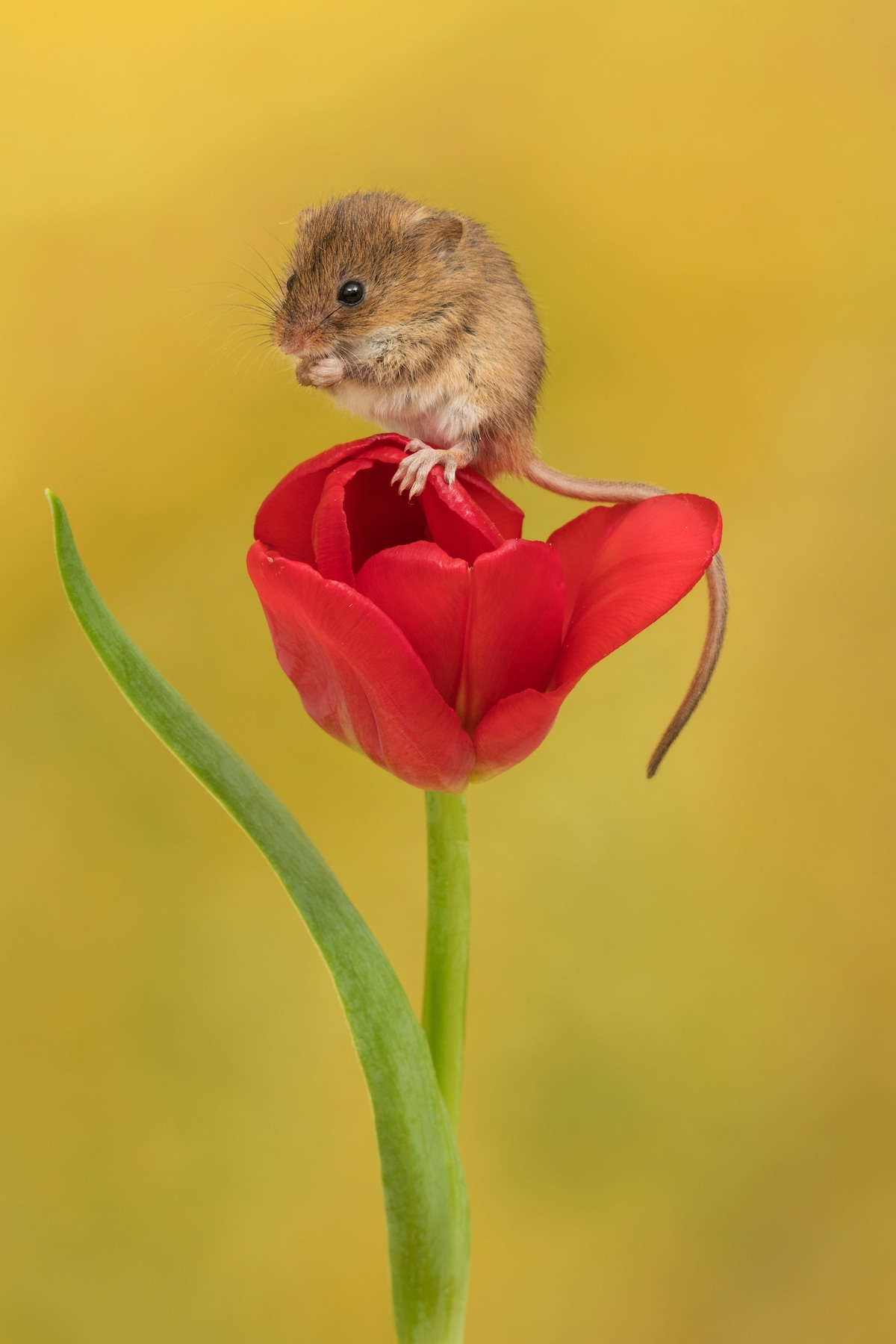 Ratón espiguero en un tulipán