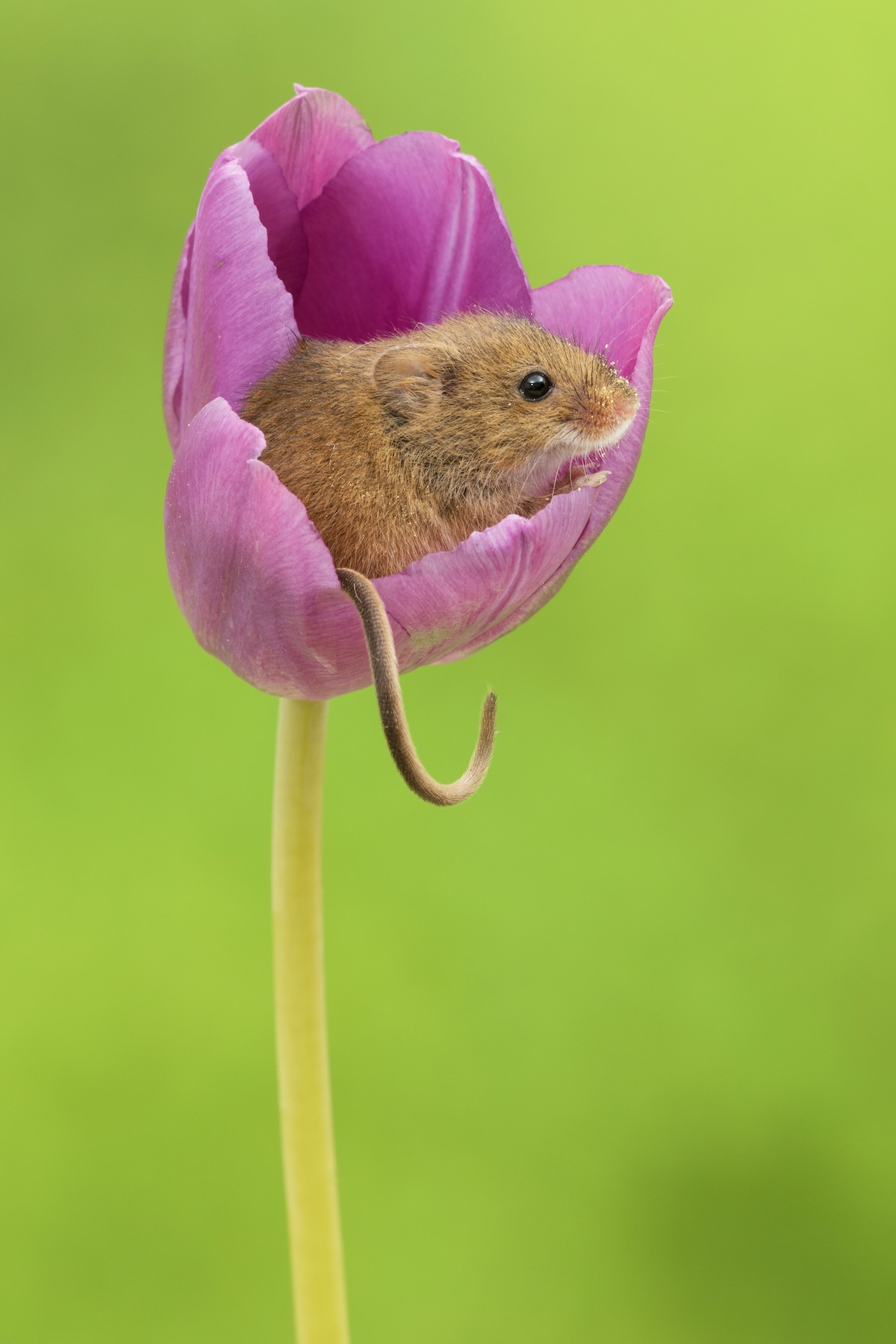 Harvest Mouse in a Tulip by Miles Herbert