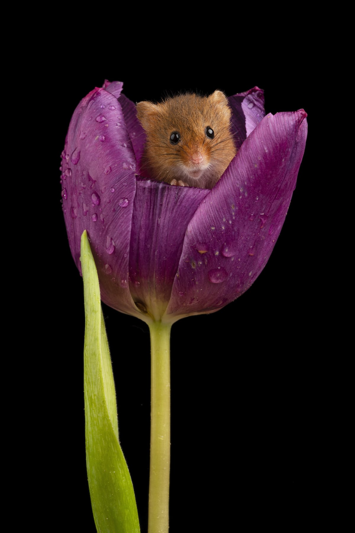 Adorable ratón en un tulipán