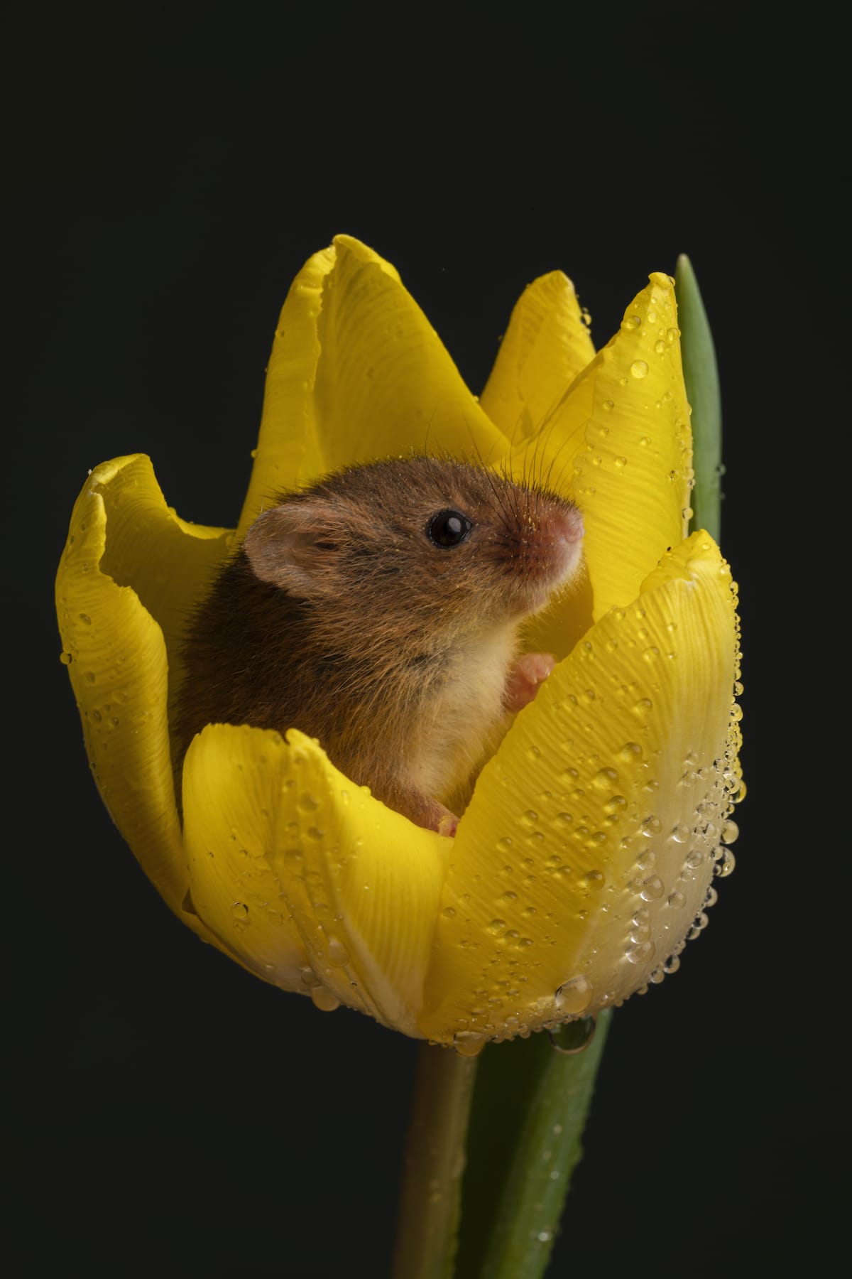 Tiny Mouse Inside a Tulip