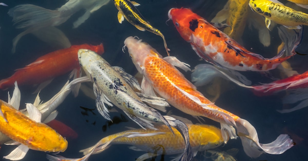 Koi Fish Jellybean Pond Drawing