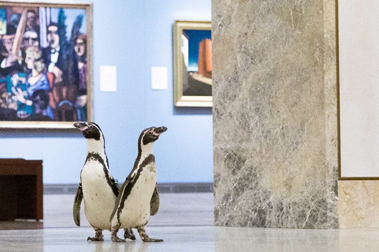 Kansas City Zoo's Humbolt Penguins Visit Nelson-Atkins Art Museum