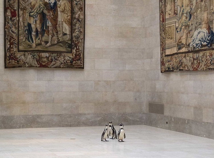 Kansas City Penguins Visit Nelson-Atkins Art Museum