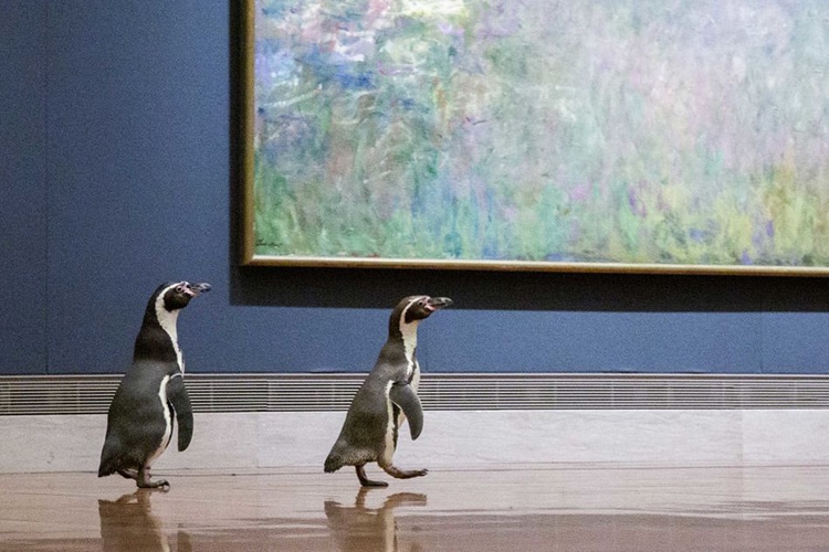 Kansas City Zoo's Penguins Visit Impressionist Gallery