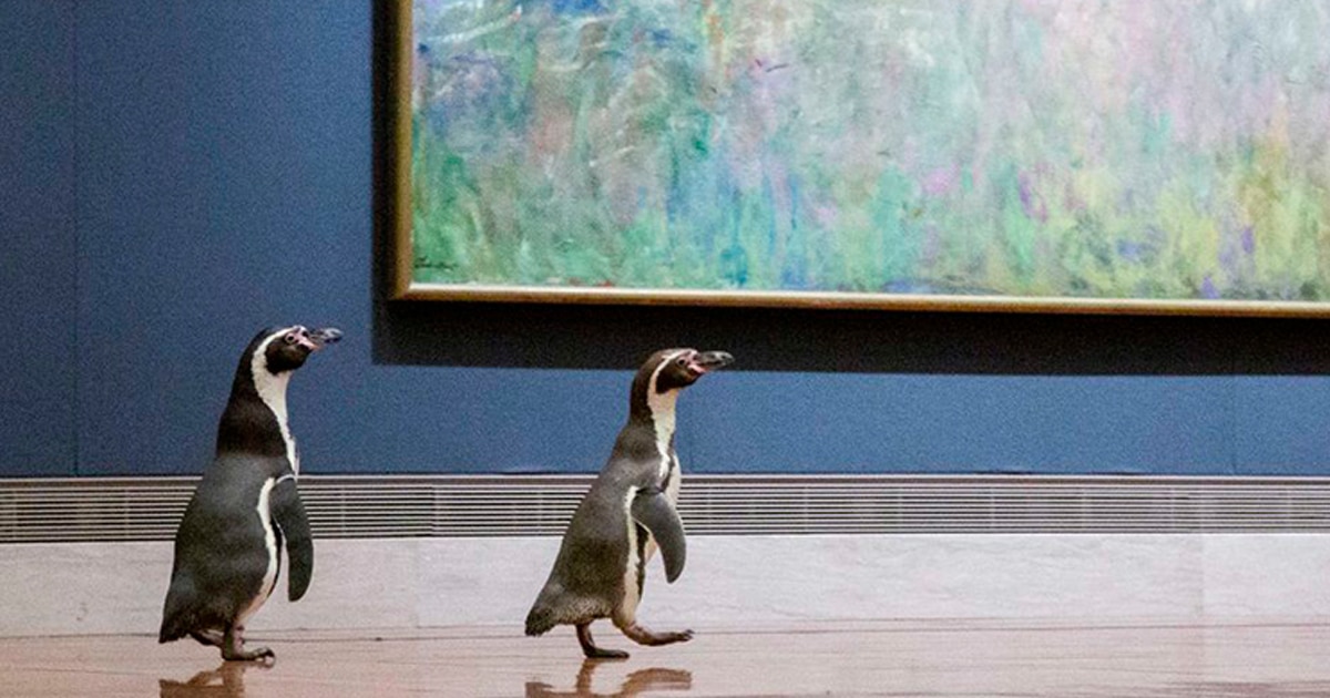 Kansas City Zoo's Trio of Penguins Take a Field Trip to a Local Art Museum