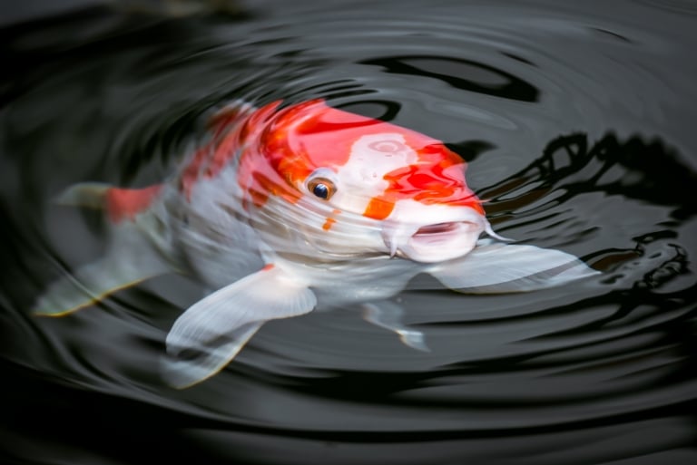 Learn How to Draw Koi Fish With This Easy Step-By-Step Guide